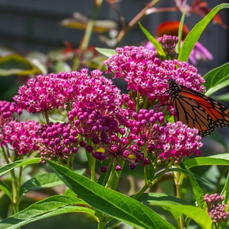 4 Pink Milkweed Live Plants, 4-9 Inch Tall, Asclepias Tuberosa Butterfly - Image 7