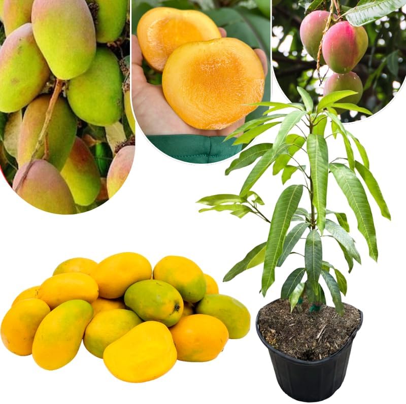 Yellow Mango Tree Live Plant, Tropical Fruit, 3 Gallon Pot by Unknown