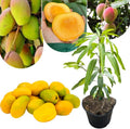 Yellow Mango Tree Live Plant, Tropical Fruit, 3 Gallon Pot by Unknown