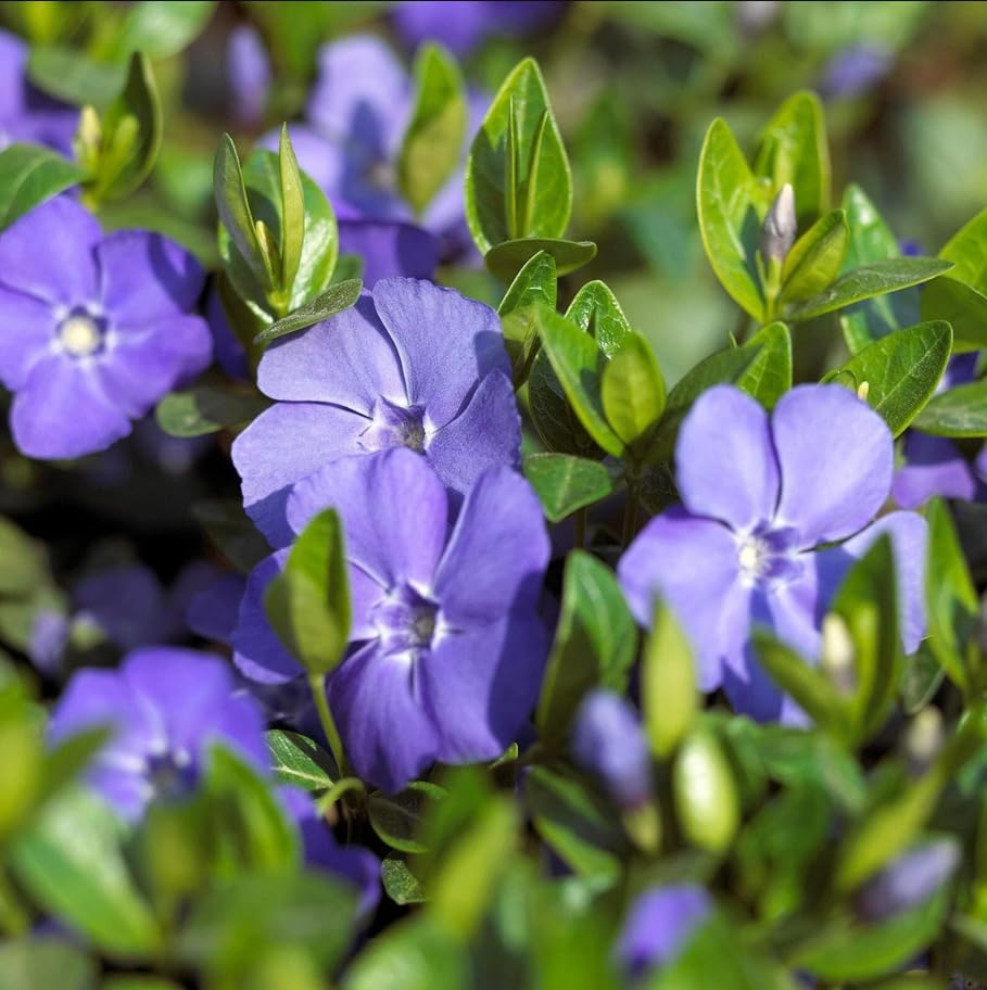 Set 12 Blue Vinca Minor Plants Live Hardy Perennial Vinca Vine 4-6" Longs - Image 7