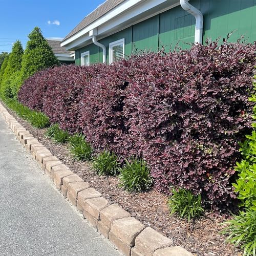 5 Gallon Southern Living Plant Collection 'Red Diamond' Loropetalum - Image 3