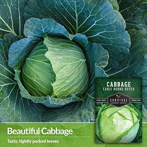 Early Round Dutch Cabbage Seeds - Survival Garden Seeds (2 Packs) - Image 3
