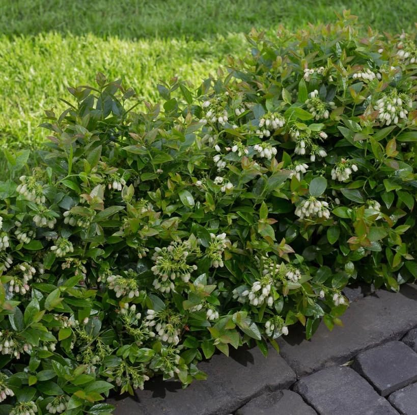 Pack 2 Top Hat Blueberry Bush Live Plant Vibrant Blue Berries Blueberry Plant Live for Planting, 5-10 Inc Tall 4 Inc Pot - Image 6