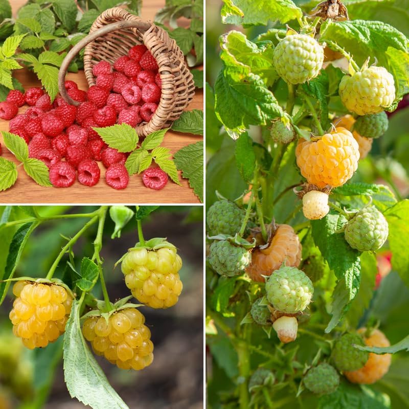 2 Mix Raspberry Live Plants, 5-9 Inch Tall Berry Bushes - Image 4