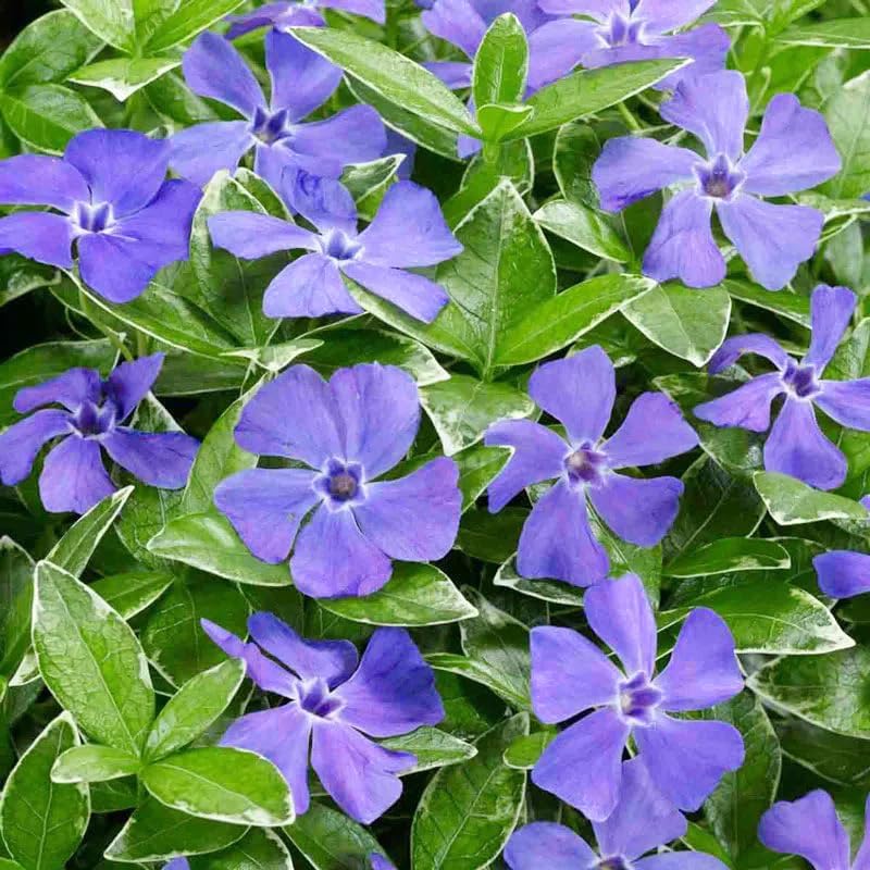 999+ Mix Vinca Periwinkle Flower Seeds for Planting in Home Garden - High Germination Rate, Drought-Tolerant,Low-Maintenance Ground Cover Seeds - Image 2