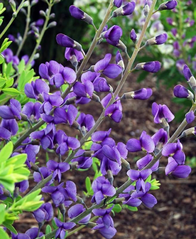 2 Blue False Indigo Bushes - 6-12" Tall Live Plants - Quart Pots - Image 4