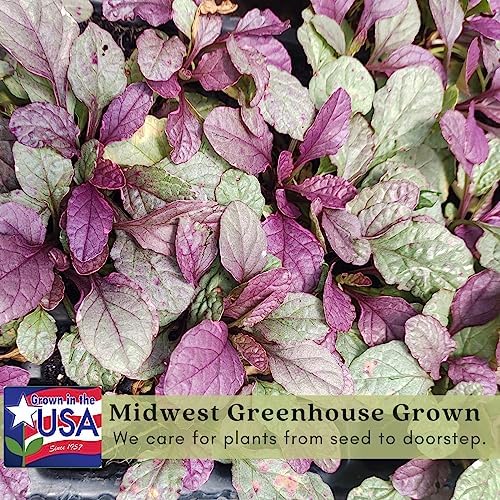 Clovers Garden Ajuga Burgundy Glow (Bugleweed) Plants – Two (2) Live Plants – Non-GMO - Not Seeds - Each 4" to 8" Tall – in 4" Inch Pots – Shade Tolerant, Pollinator Favorite - Image 4