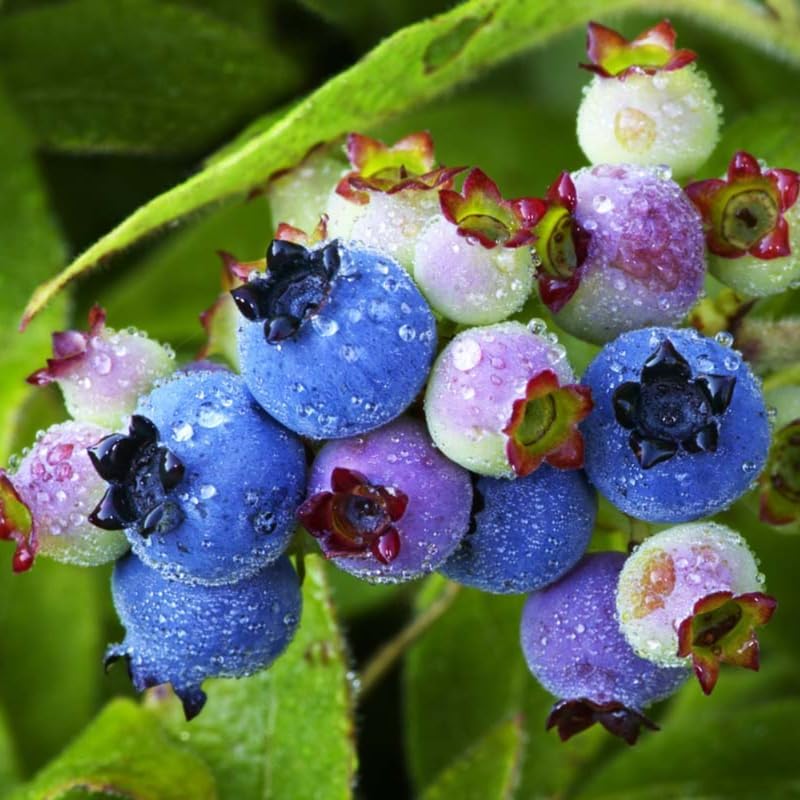 2 Biloxi Blueberry Live Plants, Backyard Berry Bush - Image 6