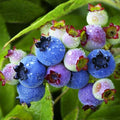 2 Biloxi Blueberry Plants Live, Sweet Berry Shrub, 5-12" Tall by AVERAR