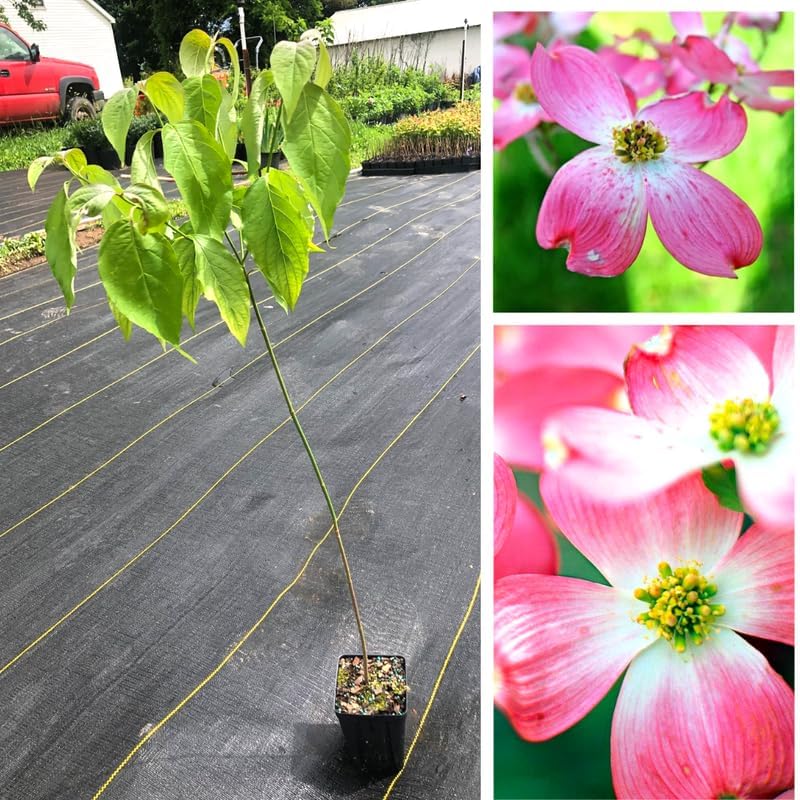 Pink Dogwood Tree, Flowering Tree, 6-12 Inch Tall, 2.5 Inch Pot - Image 4