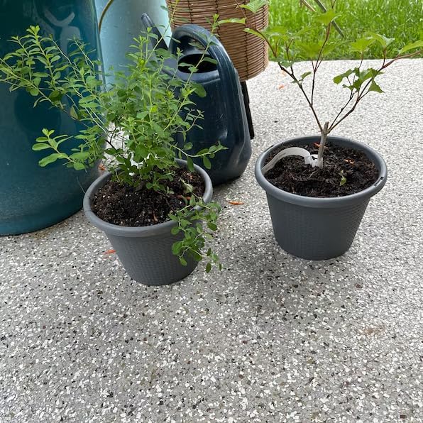 Snowmound Spirea Live Plant Dwarf White Mound Spirea Shrub Flowering Hardy Shrub 5-8" Tall Qt Pot - Image 2