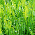 Ostrich Fern Live Bare Root Rhizome, Pack of 15 by BEEJOYSSHOP