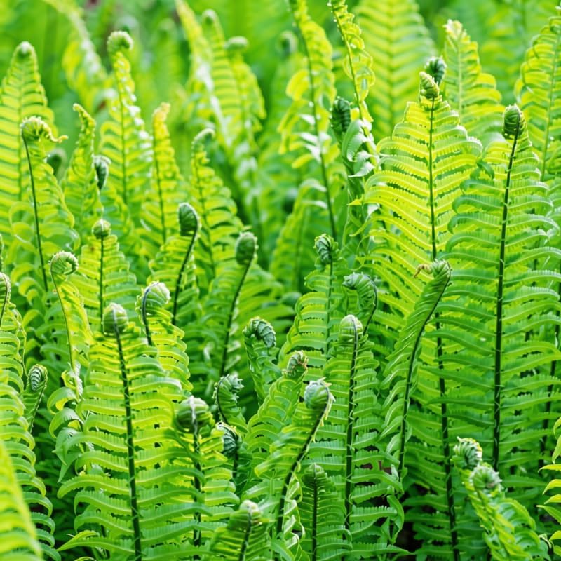 Ostrich Fern Live Bare Root Rhizome, Pack of 15 by BEEJOYSSHOP