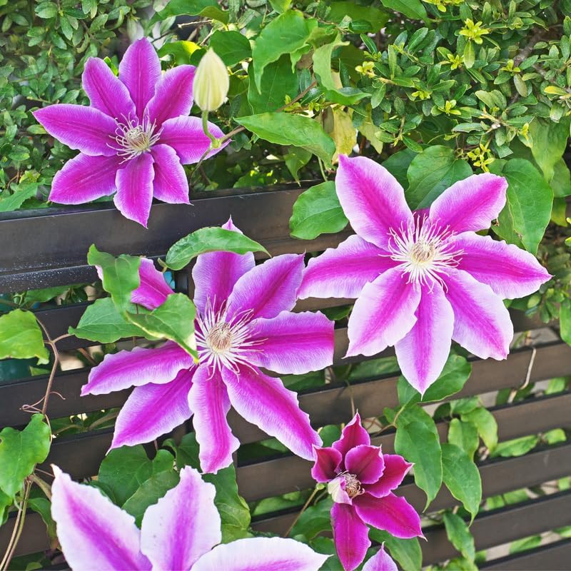White Pink Clematis Vine Plant, Clematis Vine Plants Live in 2.5 Inch Pot - Image 3
