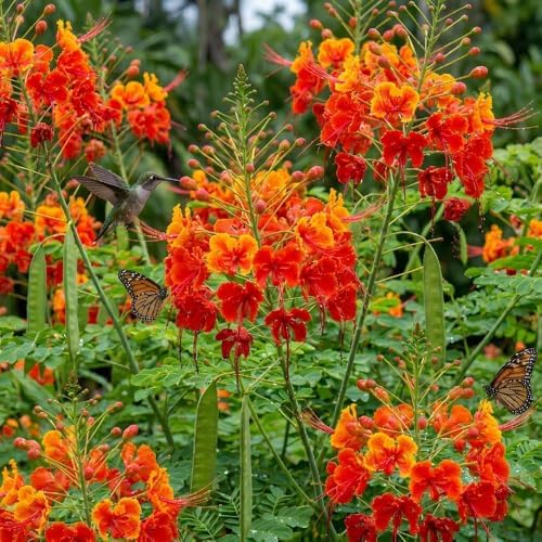 Red Bird of Paradise Live Plant, 4 Inch Pot, 4-8 Inches High - Image 3