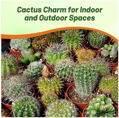 Outsidepride Mix Cactus Seeds - 2000 Pcs Perennial, Drought-Tolerant & Low Maintenance Succulent Seeds for Planting Blooms with Thick & Fleshy Stems for Sunny Gardens & Windowsills - Image 4