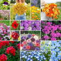 Eden Brothers Shorty Low Grow Wildflower Mixed Seeds for Planting, 25 lb, 12,000,000+ Seeds with Calendula, Cornflower | Attracts Pollinators, Plant in Spring or Fall, Zones 3, 4, 5, 6, 7, 8, 9, 10 by EdenBrothers