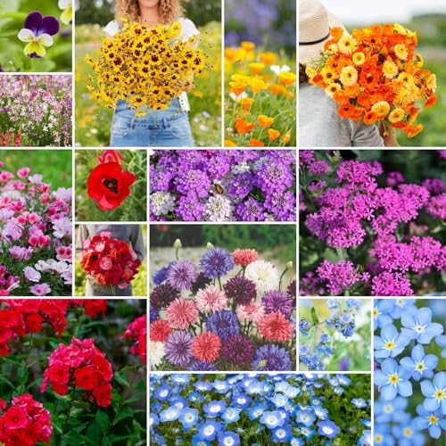 Eden Brothers Shorty Low Grow Wildflower Mixed Seeds for Planting, 1 lb by EdenBrothers