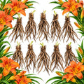 10 Daylily Bare Roots for Planting, Fast Growing, Hardy Perennial Flowers, Ideal for Border Gardens, Beds & Outdoor Landscaping by GINGERGLOW