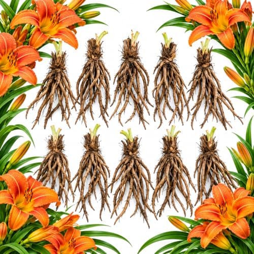 10 Daylily Bare Roots for Planting, Fast Growing, Hardy Perennial Flowers, Ideal for Border Gardens, Beds & Outdoor Landscaping by GINGERGLOW