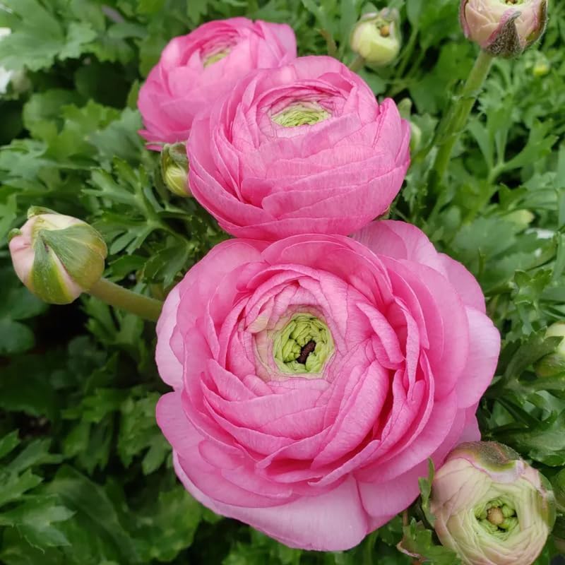 25 Pink Ranunculus Bulbs, Garden Flower Bulbs by GardenNurserySince1996