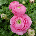 25 Pink Ranunculus Bulbs, Garden Flower Bulbs by GardenNurserySince1996