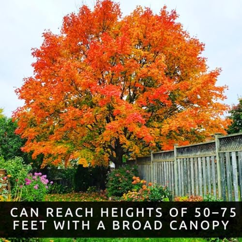 50 Sugar Maple Tree Seeds | Acer Saccharum Native Shade Tree Seeds to Grow - Image 6