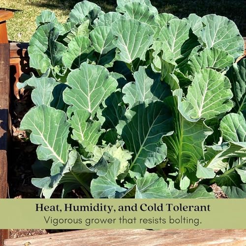 Clovers Garden Georgia Collard Greens Plants - Two (2) Live Plants – Non-GMO - Not Seeds - Each 4" to 8" Tall – in 4" Inch Pots - Heirloom, Heat Tolerant, Cold Hardy, High Yield - Image 3