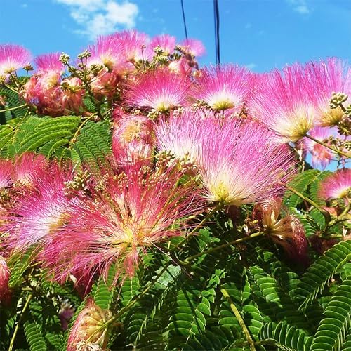 30 Mimosa Silk Tree Seeds (Albizia Julibrissin) – Pink Blooms, Drought Tolerant Flowering Trees, Attracts Pollinators – Great Both as Bonsai Tree Seeds for Indoor Garden & Outdoor Planting by KVITER