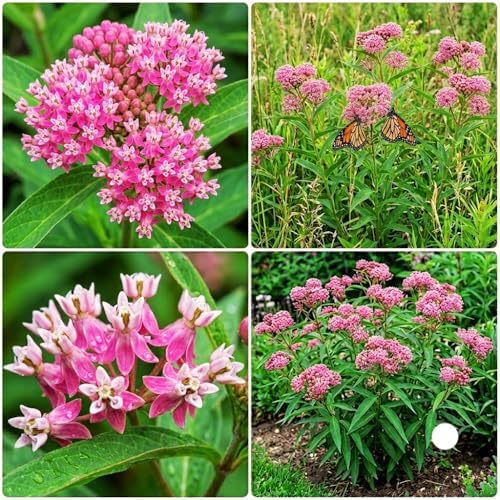 2 Pink Milkweed Live Plants, Asclepias Tuberosa Perennial, 4-7 Inch Tall - Image 3