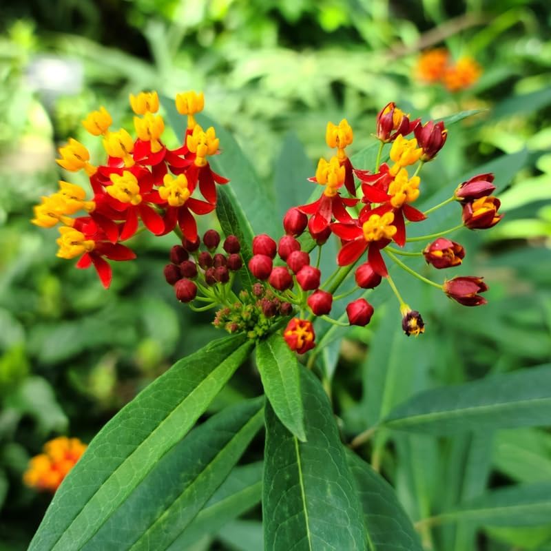 2 Tropical Milkweed Live Plants, Well-Rooted Starter Plant, 4-7 Inches - Image 2