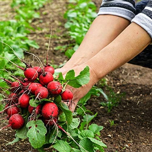 The Old Farmer's Almanac Organic Radish Seeds (Cherry Belle) - Approx 400 Seeds - Certified Organic, Non-GMO, Open Pollinated, Heirloom, USA Origin - Image 5