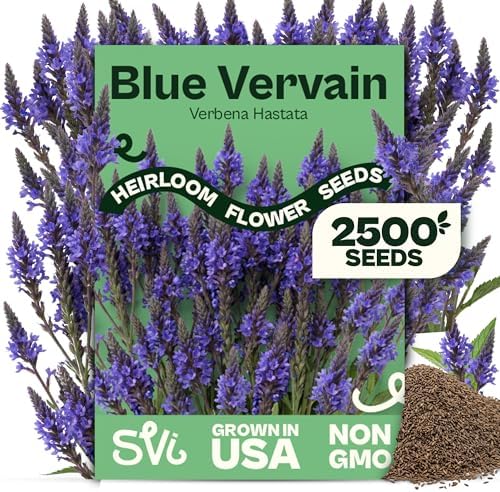 SVI 2500 Blue Vervain Seeds (Verbena hastata) – Vervain Herb, Verbena Seed Packets Bulk – Tall Wildflower, Native Perennial Flower Seeds Packets Outdoor Flower Garden, Meadows, Containers by SVI