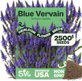 SVI 2500 Blue Vervain Seeds (Verbena hastata) – Vervain Herb, Verbena Seed Packets Bulk – Tall Wildflower, Native Perennial Flower Seeds Packets Outdoor Flower Garden, Meadows, Containers by SVI