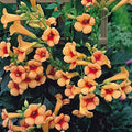 Indian Summer Trumpet Vine Plant - Campsis - 2.5" Pot by Hirt%27s+Gardens