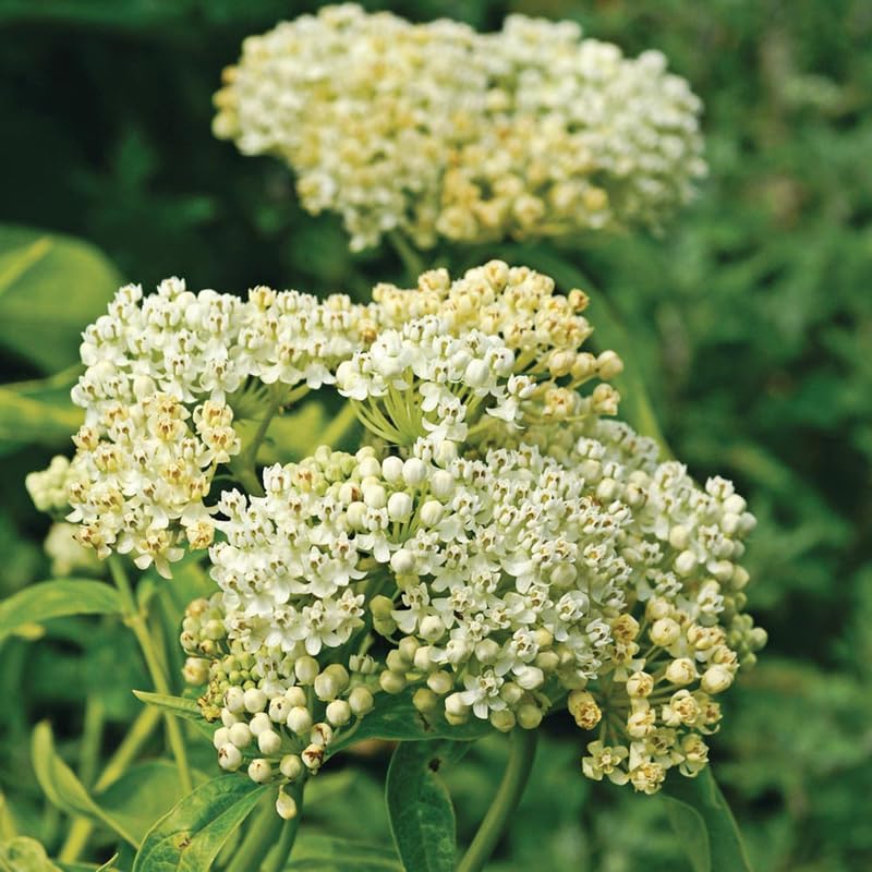 2 White Milkweed Live Plants, Perennial Flower Plant, 4-8 Inch Tall - Image 3