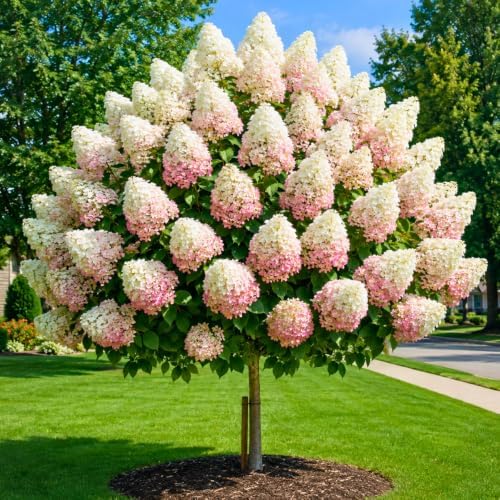 Oakleaf White Hydrangea Live Plant, Hydrangea Tree Shrub in Pot, 6-12" by Unknown