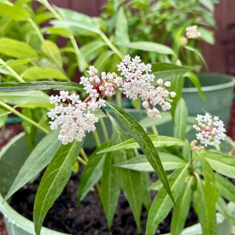 2 White Milkweed Live Plants, Flower Plant, 4-7 Inch Tall - Image 7