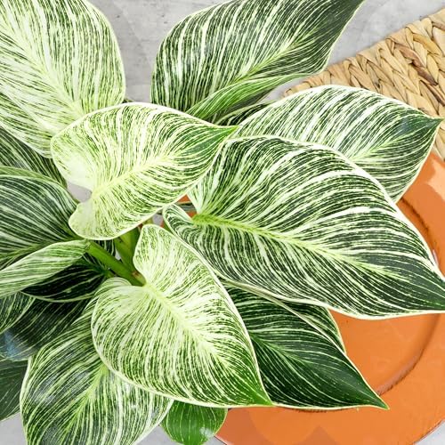 Live Philodendron Birkin Plant, 6 in. Pot, Easy Variegated Indoor Plants - Image 7