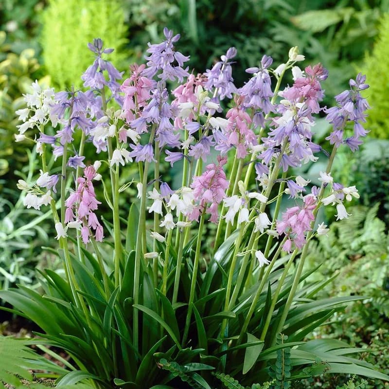 Votaniki Spanish Bluebell Mixture - Perennial Spanish Bluebells (Wood Hyacinth) Bulbs for Planting | Spring Flowering Bulbs, Bell Shaped Flowers - Easy to Grow (12 Pack) - Image 4