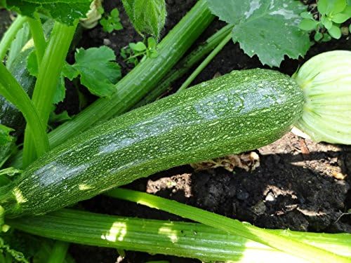 30+ Seeds Zucchini Green Machine for Garden - Vegetable Green - Image 4