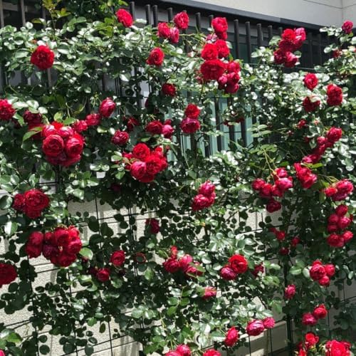 Velvet Red Black Climbing Live Rose Plant, 5-10 Inch Tall - Image 4