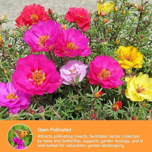 Groundio 23500+ Mixed Moss Rose Seeds, Ground Cover Flower Seeds, Heat & Drought Tolerant Heirloom Flower Seeds for Home Yard Container Gardening(Portulaca Grandiflora) - Image 5