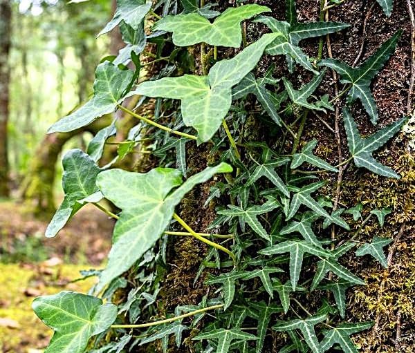 Greenwood Nursery: Live Ground-Cover Plants - Needlepoint Ivy + Hedera Helix - [Qty: 3X Pint Pots] - (Click for Other Available Plants/Quantities) - Image 2