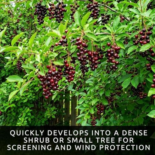 Red Chokeberry Seeds for Planting Native Shrub 100 Premium Seeds - Image 3
