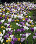 50 Crocus Bulbs - Large Flowering Mix -White, Purple,Blue,Yellow.Bulb Size: 8/9“.walkways or in Your Lawn for Amazing Spring Color.” by Unknown