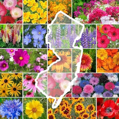Eden Brothers New Jersey Wildflower Mixed Seeds for Planting, 5 lbs by EdenBrothers