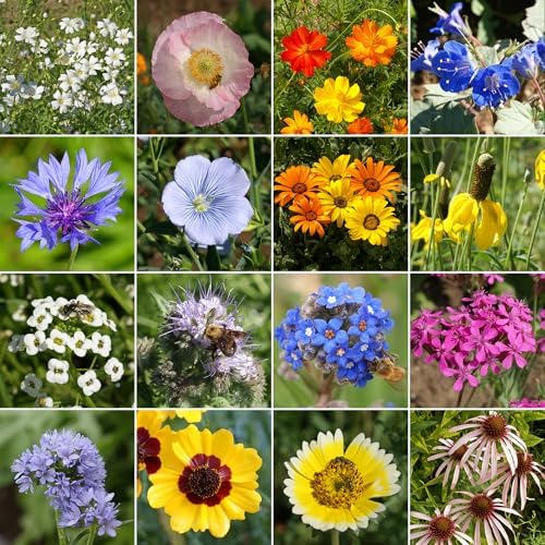 Ferry-Morse Dry Climate Bulk Wildflower Seeds, 650,000+, 1 lb - Image 2