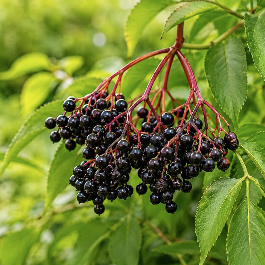 Ranch Elderberry Shrub - 10-14" Tall Live Plant - Gallon Pot - Image 5
