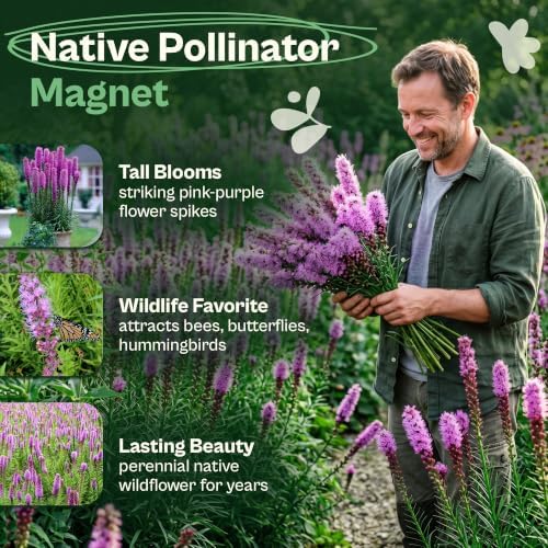 SVI 300 Marsh Blazing Star Seeds (Liatris spicata) – Heirloom Gayfeather Seed Packets – Purple Wildflower Seed, Pollinator Cut Perennial Flower Seeds Packets for Outdoor Garden Flower Garden - Image 3